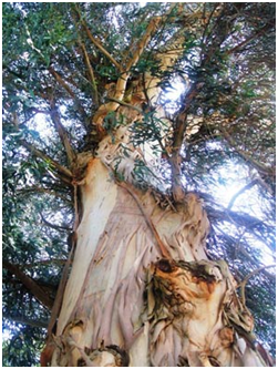 Характеристики древесины эвкалипта